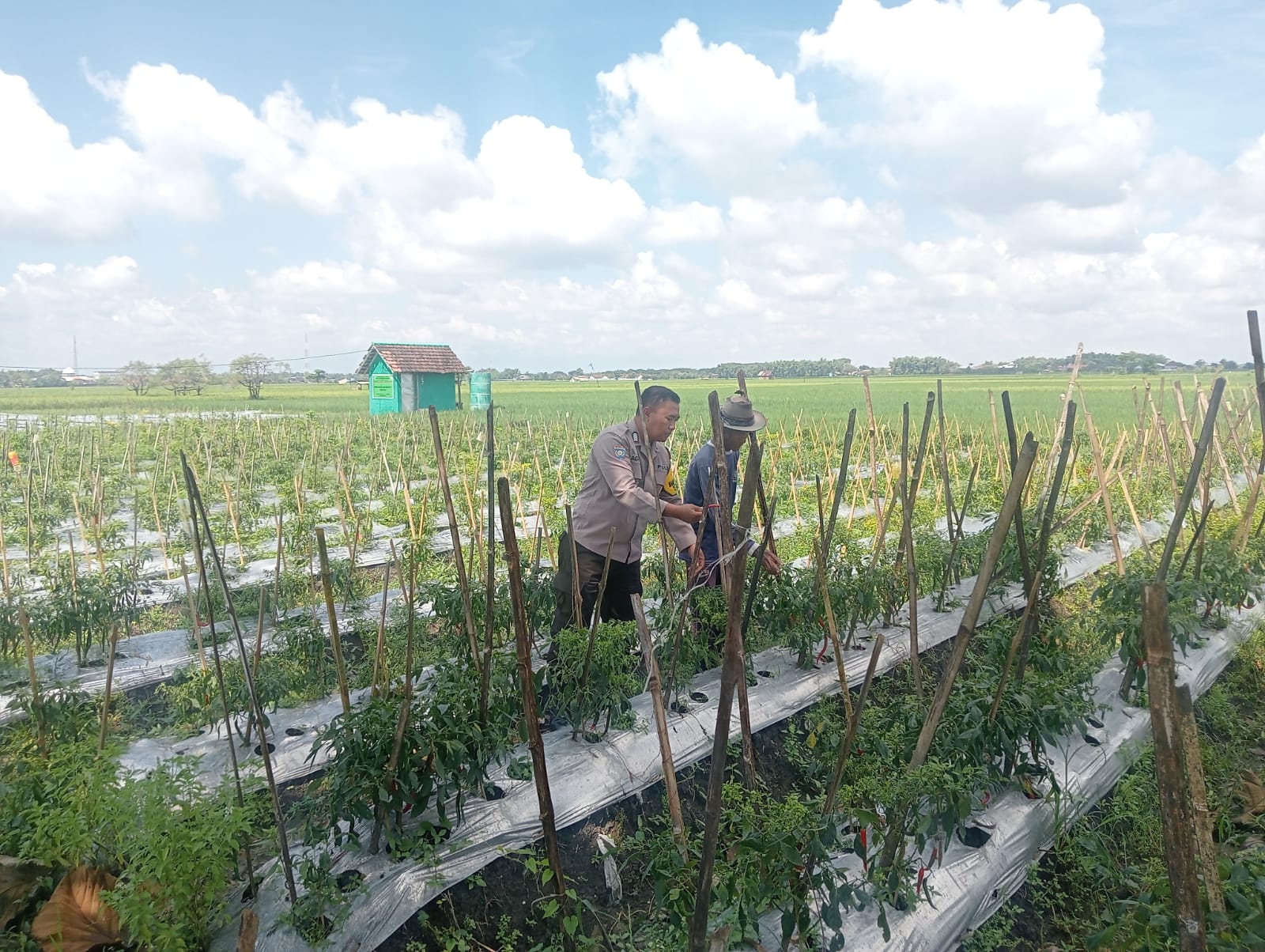 Polsek Lengkong Manfaatkan Lahan Kosong Warga di Desa Sawahan untuk Budidaya Cabai