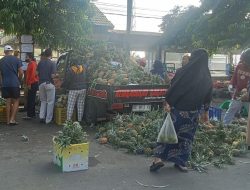 Lapak Nanas Madu SLG Kediri Diserbu Pemburu Bahan Kue Berkualitas Jelang Lebaran