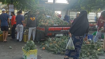Lapak Nanas Madu SLG Kediri Diserbu Pemburu Bahan Kue Berkualitas Jelang Lebaran