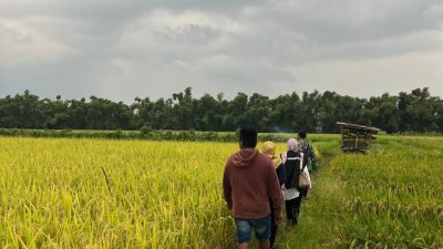 Serapan Gabah BULOG Kediri Lampaui Target, Petani Diuntungkan