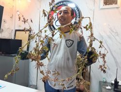 Heboh Temuan Tanaman Diduga Ganja di Ponorogo, Polisi Pastikan Bukan Tanaman Terlarang