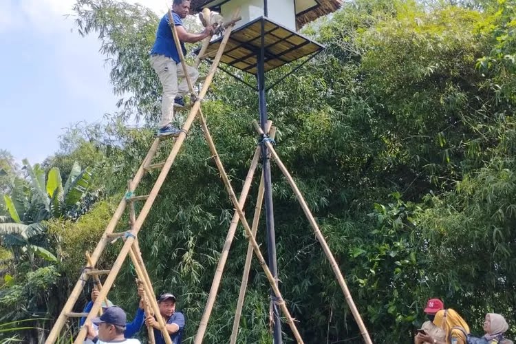 Dispertabun Tegaskan Tyto Alba Masih Ampuh Kendalikan Hama Tikus di Sawah
