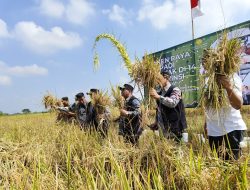Jombang Ikut Panen Raya Serentak Bersama Presiden Prabowo