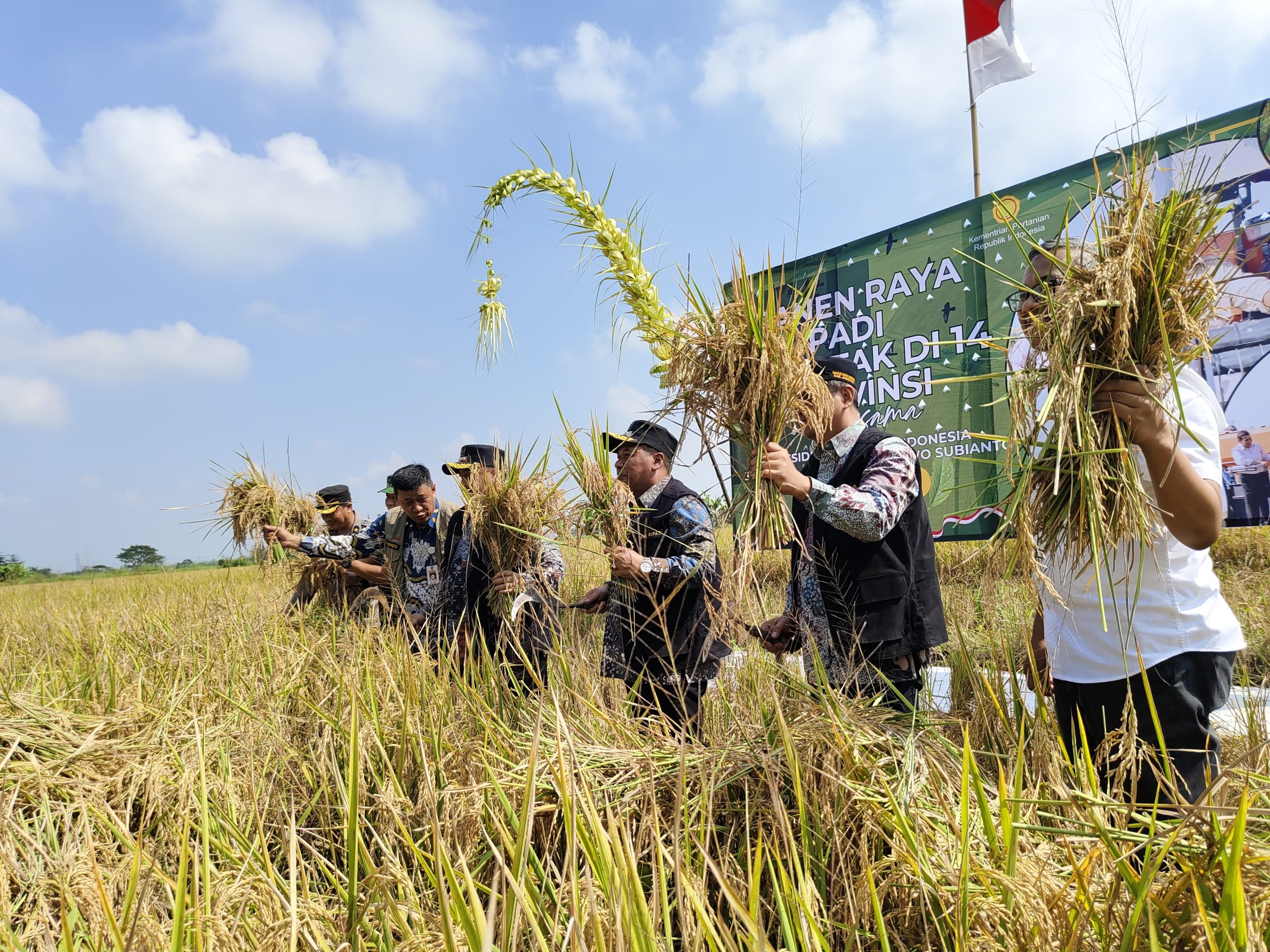 Bupati dan Wakil Bupati Jombang mengikuti panen raya serentak di Desa Plosogeneng, Senin (7/4/2025)