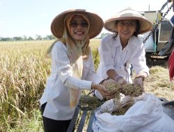 Wabup Kediri Hadiri Panen Padi Serentak di Nambaan, Dukung Program Swasembada Pangan Nasional