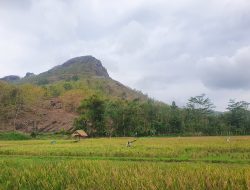Dukung Ketahanan Pangan, Pemkab Tulungagung Usulkan Perluasan Tanam Padi ke Kementan
