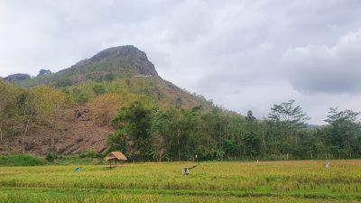Dukung Ketahanan Pangan, Pemkab Tulungagung Usulkan Perluasan Tanam Padi ke Kementan