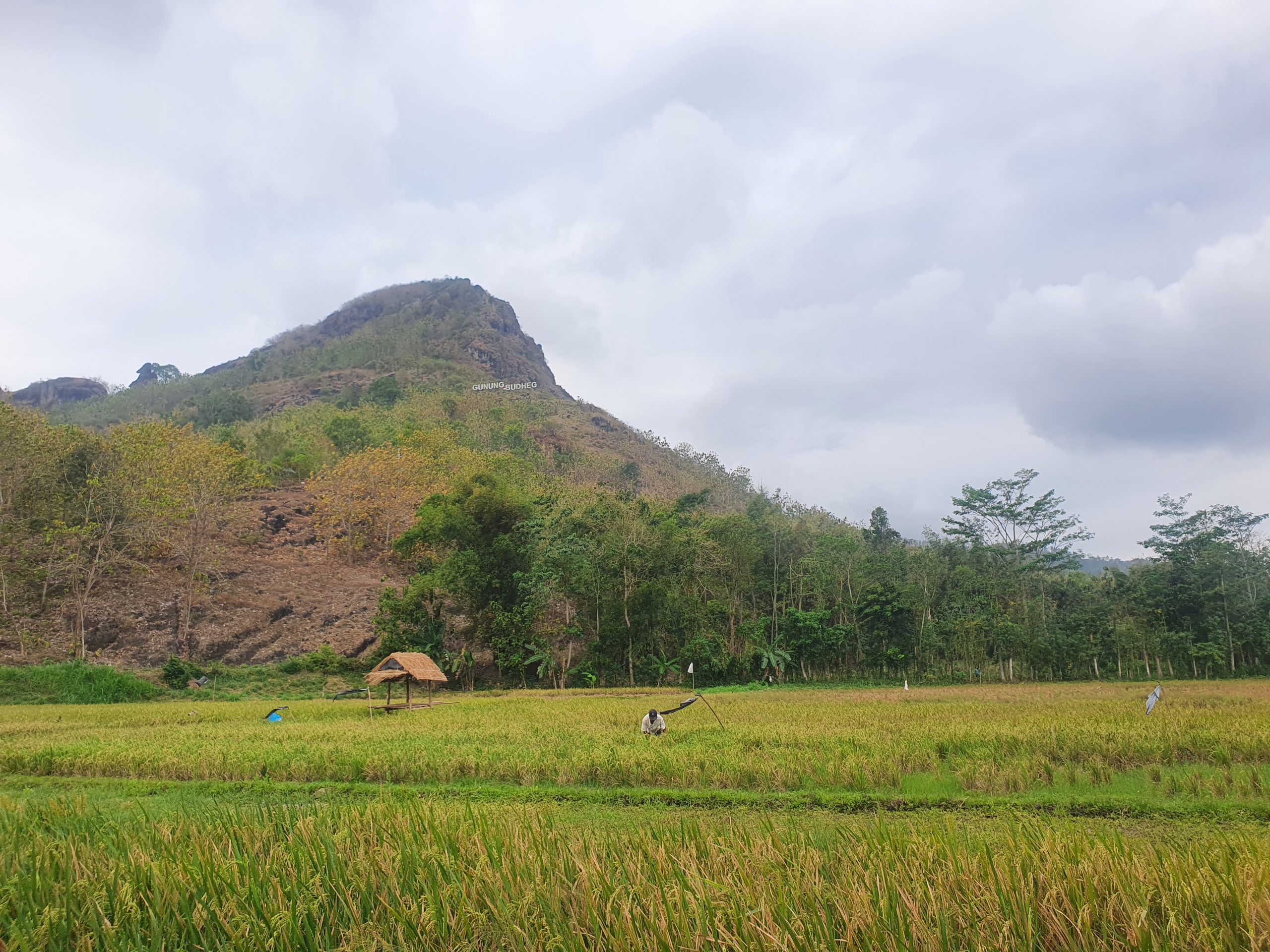 Dukung Ketahanan Pangan, Pemkab Tulungagung Usulkan Perluasan Tanam Padi ke Kementan