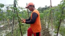 Pasca Lebaran, Harga Timun Meroket hingga Rp 3.000 per Kilogram