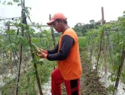 Pasca Lebaran, Harga Timun Meroket hingga Rp 3.000 per Kilogram