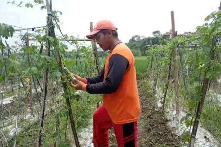 Pasca Lebaran, Harga Timun Meroket hingga Rp 3.000 per Kilogram