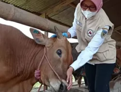 Jelang Idul Adha, DKPP Imbau Peternak Kediri Waspada dan Jaga Kesehatan Ternak