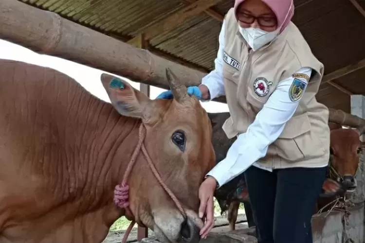 Jelang Iduladha, DKPP Imbau Peternak Kediri Waspada dan Jaga Kesehatan Ternak
