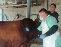 Meski Bebas PMK, Vaksinasi Sapi di Kabupaten Kediri Tetap Dilanjutkan