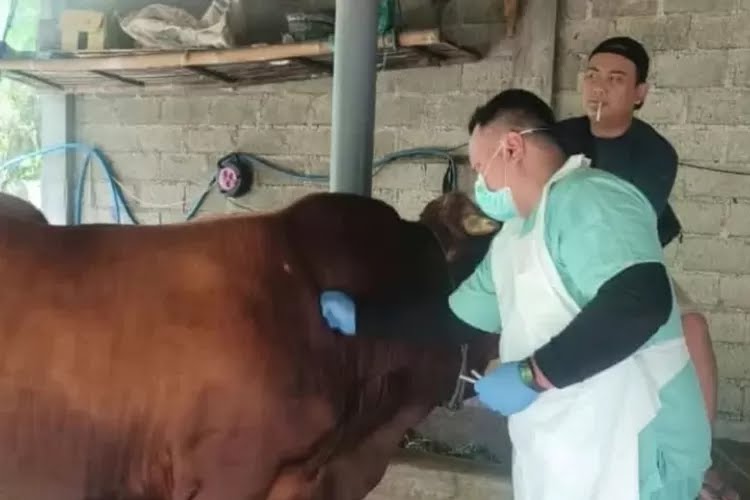 Meski Bebas PMK, Vaksinasi Sapi di Kabupaten Kediri Tetap Dilanjutkan