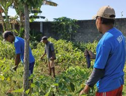 Panen Terong 18 Kuintal, Lapas Kediri Buktikan Ketahanan Pangan Bukan Sekadar Wacana
