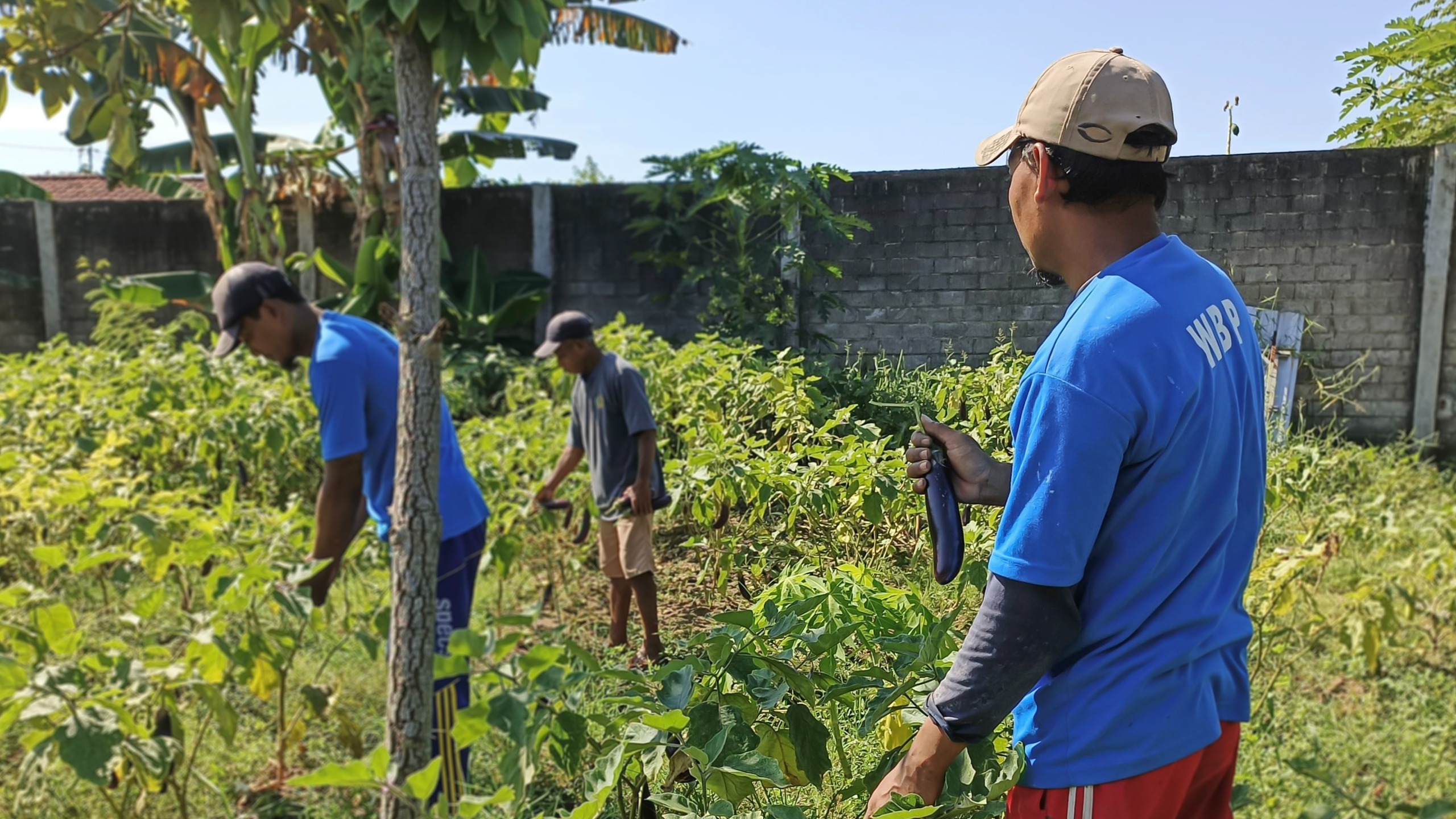 Panen Terong 18 Kuintal, Lapas Kediri Buktikan Ketahanan Pangan Bukan Sekadar Wacana