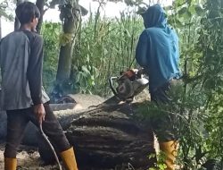 Pohon Sengon Buto Tumbang di Sumber Cakarsi, DLHKP Kota Kediri Lakukan Evakuasi Cepat