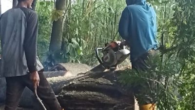 Sengon Buto Raksasa Tumbang di Sumber Cakarwesi, DLHKP Kota Kediri Lakukan Evakuasi Cepat