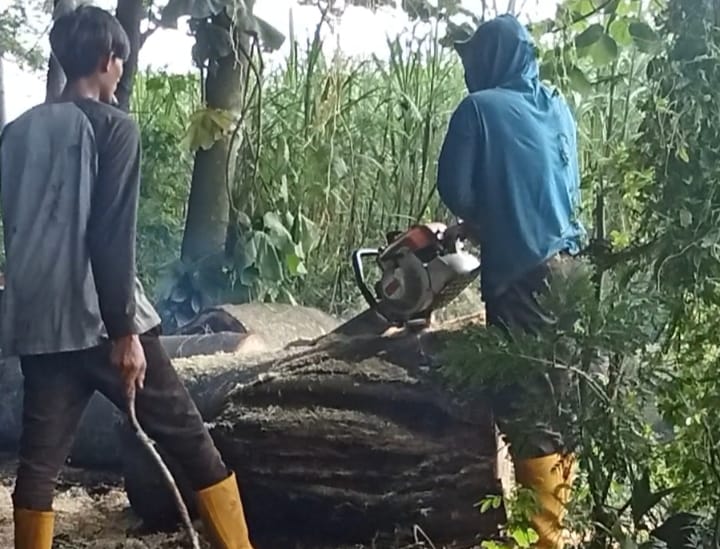 Sengon Buto Raksasa Tumbang di Sumber Cakarwesi, DLHKP Kota Kediri Lakukan Evakuasi Cepat