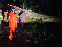 Pohon Sengon Laut di Kota Kediri Tumbang, Tim Gabungan Sigap Lakukan Penanganan