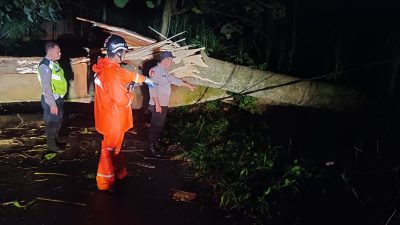Pohon Sengon Laut di Kota Kediri Tumbang, Tim Gabungan Sigap Lakukan Penanganan