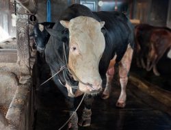 Sapi Belgian Blue 1,2 Ton Asal Lamongan Jadi Hewan Kurban Presiden Prabowo