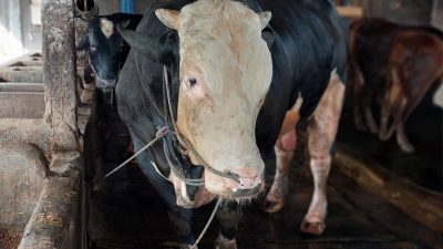 Sapi Belgian Blue 1,2 Ton Asal Lamongan Jadi Hewan Kurban Presiden Prabowo
