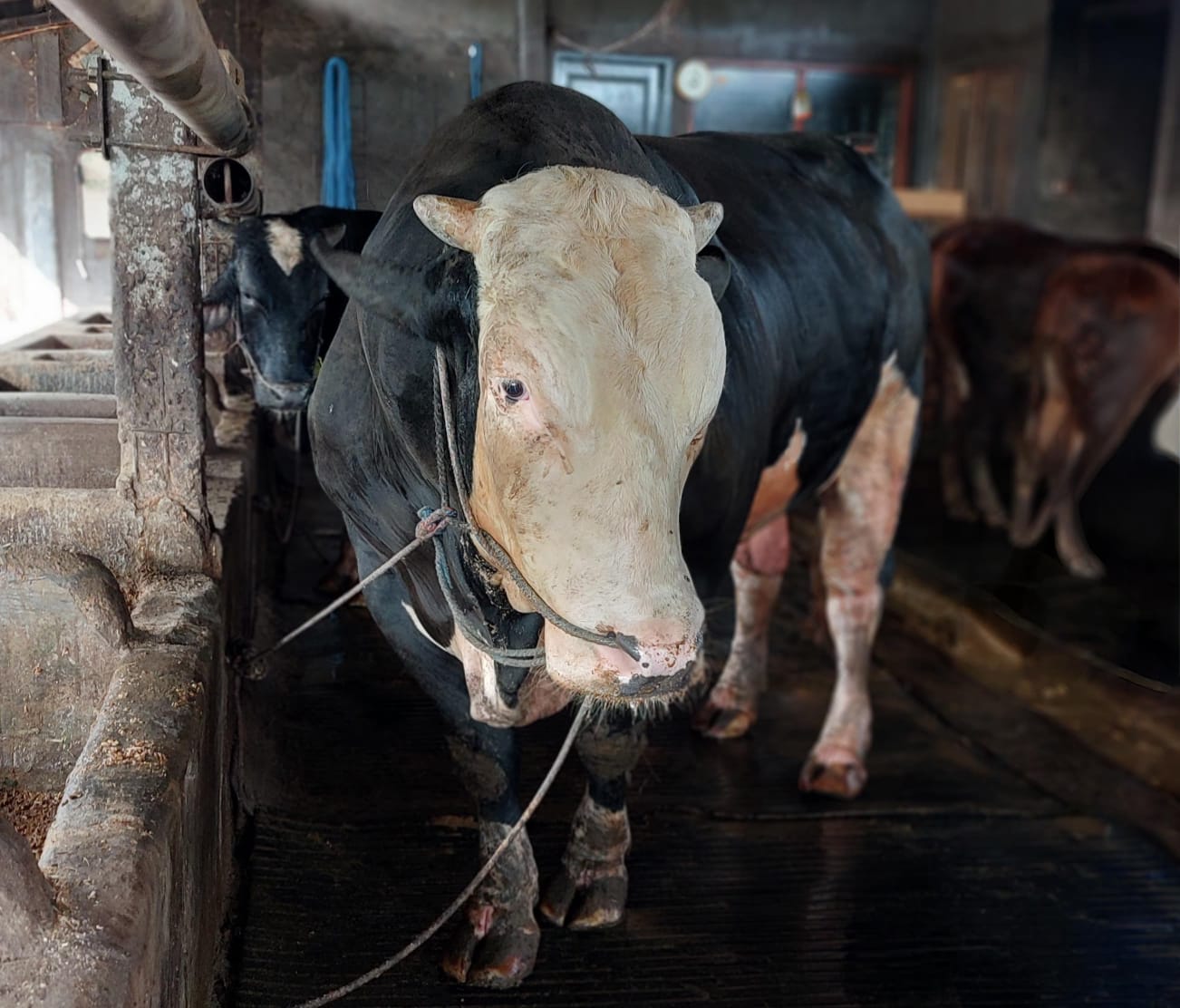 Sapi Belgian Blue 1,2 Ton Asal Lamongan Jadi Hewan Kurban Presiden Prabowo