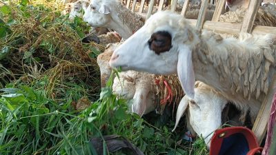 Jelang Idul Adha, Pedagang Hewan Kurban di Lamongan Tawarkan Layanan Plus: Gratis Ongkir dan Jaminan Kesehatan