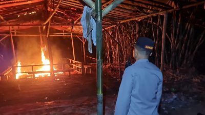 Polres Malang Gerebek Judi Sabung Ayam, 47 Motor dan Puluhan Ayam Diamankan!