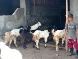 Menjelang Idul Adha, 35 Pedagang Ternak di Kediri Siap Layani Pembelian Hewan Kurban