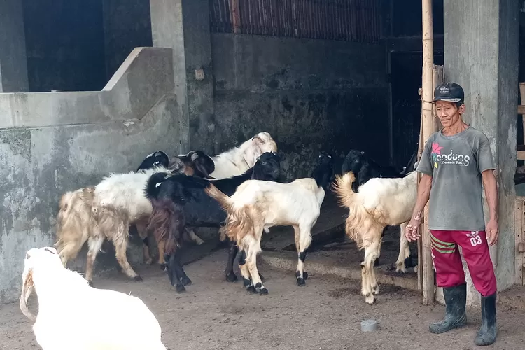 Menjelang Idul Adha, 35 Pedagang Ternak di Kediri Siap Layani Pembelian Hewan Kurban