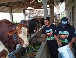 Sapi Jumbo Asal Blitar Dibeli Presiden Prabowo untuk Kurban, Harganya Rp 84 Juta