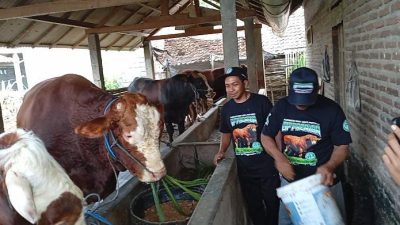 Sapi Jumbo Asal Blitar Dibeli Presiden Prabowo untuk Kurban, Harganya Rp 84 Juta