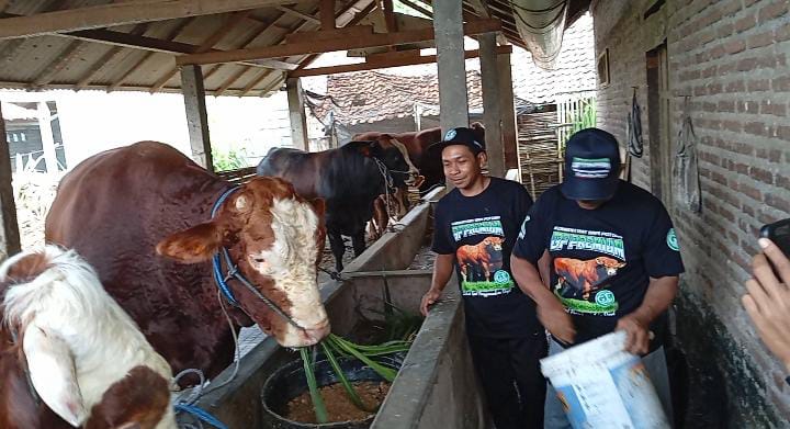 Sapi Jumbo Asal Blitar Dibeli Presiden Prabowo untuk Kurban, Harganya Rp 84 Juta