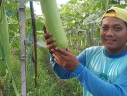 Cuaca Ekstrem Dongkrak Harga Sayuran di Kediri, Permintaan Meningkat