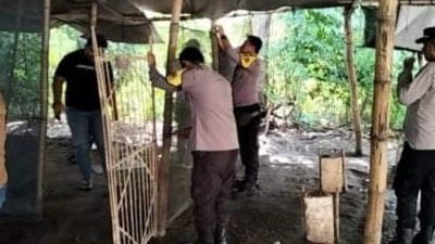 Polsek Bagor Bongkar Arena Sabung Ayam Ilegal, Pelaku Kabur Tinggalkan Barang Bukti