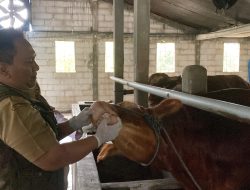 Sapi Kurban di Pandan Asri Farm Dinyatakan Sehat, Harga Tembus Rp40 Juta