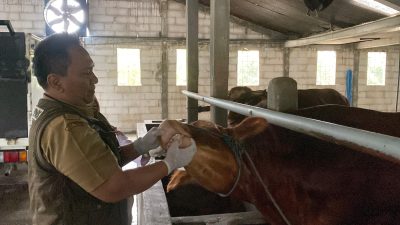 Sapi Kurban di Pandan Asri Farm Dinyatakan Sehat, Harga Tembus Rp40 Juta