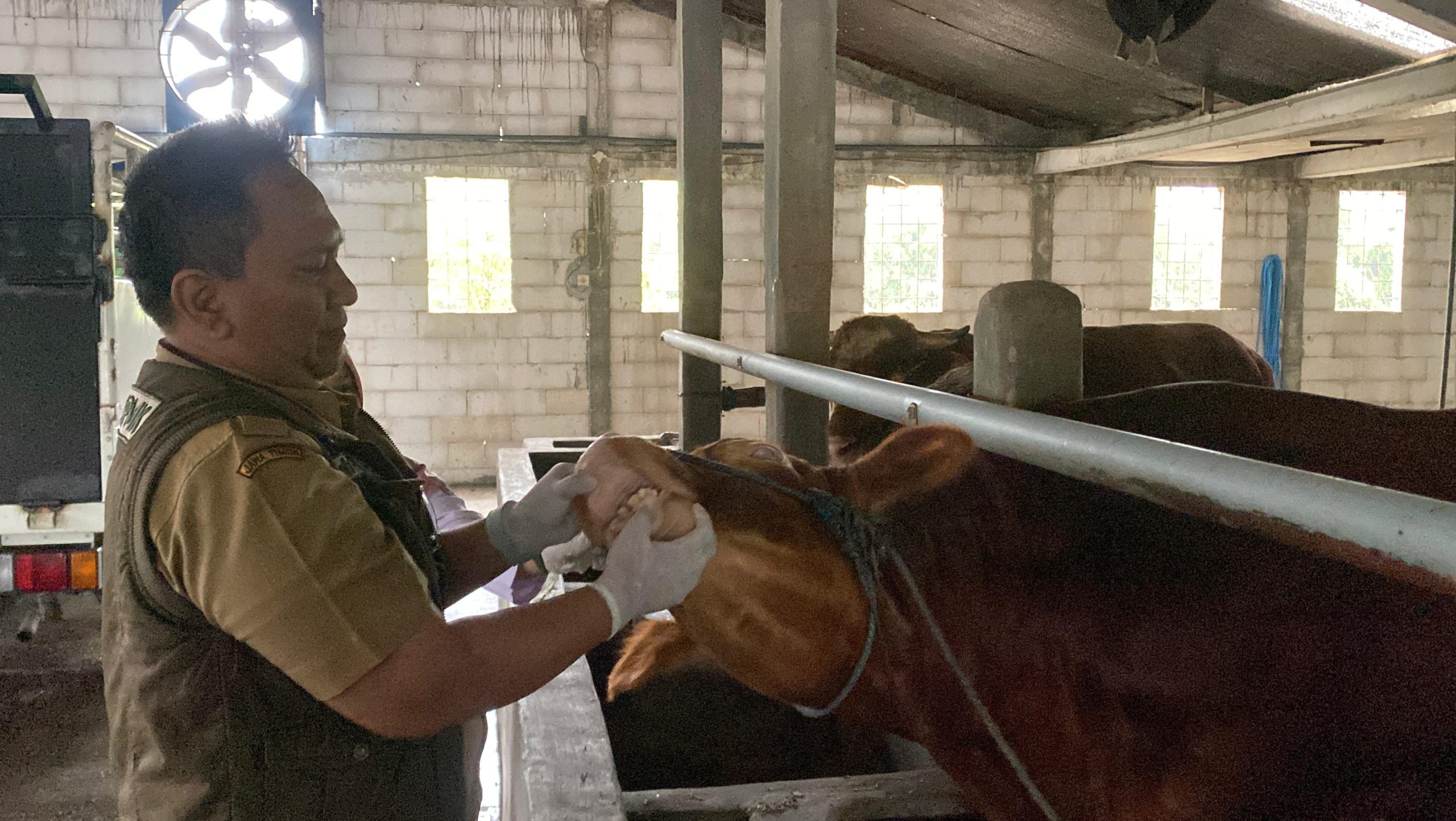 Sapi Kurban di Pandan Asri Farm Dinyatakan Sehat, Harga Tembus Rp40 Juta