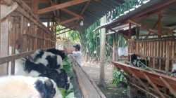 Kambing Kurban Laris di Jombang, Peternak Ini Layani Titip Rawat hingga Hari H