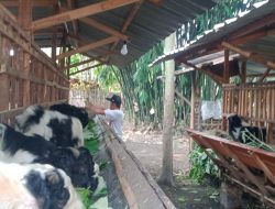 Kambing Kurban Laris di Jombang, Peternak Ini Layani Titip Rawat hingga Hari H
