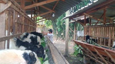 Kambing Kurban Laris di Jombang, Peternak Ini Layani Titip Rawat hingga Hari H