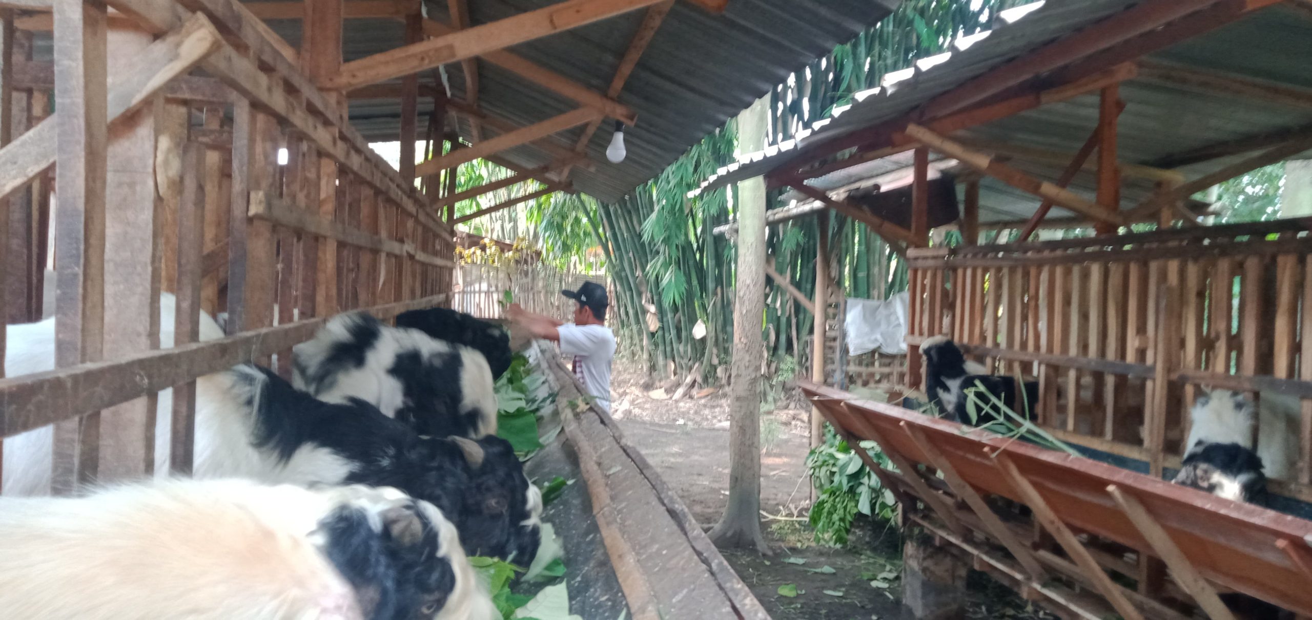 Kambing Kurban Laris di Jombang, Peternak Ini Layani Titip Rawat hingga Hari H