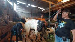 elang Idul Adha, Penjualan Hewan Qurban di Kediri Mulai Bergeliat Meski Masih Sepi