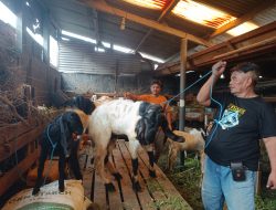Jelang Idul Adha, Penjualan Hewan Qurban di Kediri Mulai Bergeliat Meski Masih Sepi