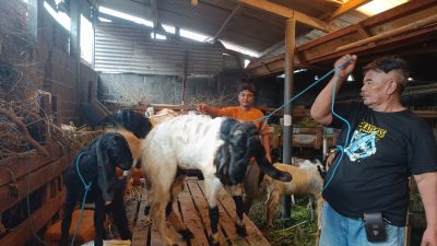 elang Idul Adha, Penjualan Hewan Qurban di Kediri Mulai Bergeliat Meski Masih Sepi