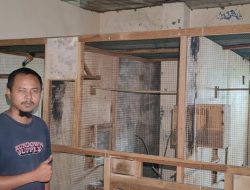 Berkat Burung Murai Batu, Warga Jombang Ini Sukses Jalankan Usaha Burung Bernilai Jutaan