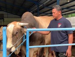 Sapi Pedrosa Jadi Pilihan Presiden Prabowo untuk Kurban di Jombang, Bobotnya Hampir 1 Ton!